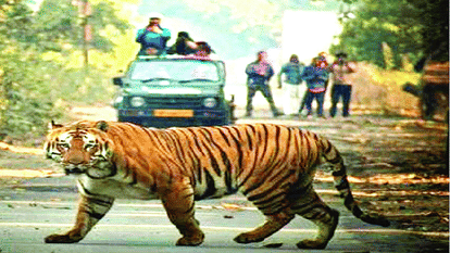 canals and grasslands in Pilibhit Tiger Reserve is providing favorable to the tigers