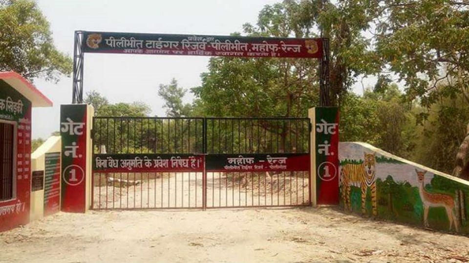 Tigers more than doubled in six years, NTCA gave another gift to Pilibhit PTR