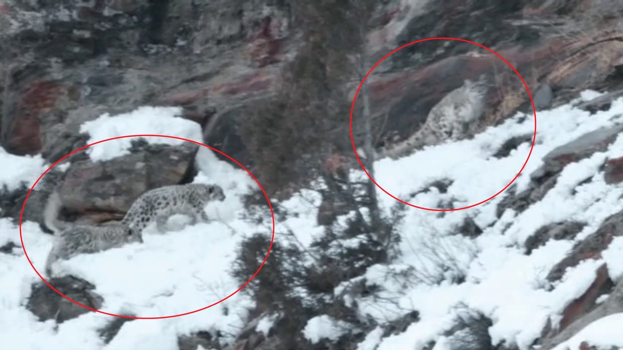Himachal Lahaul Spiti News: three Snow leopard spotted near Mooling Bridge Lahaul