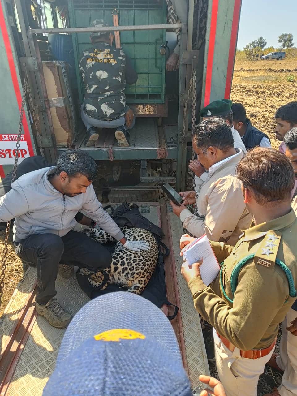 Bhopal News: Leopard trapped in old fencing near Bhopal, rescued and sent to National Park