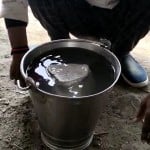 भागलपुर में गंगा में बहता पत्थर मिला तो लाकर बाल्टी में रखा है लोगों ने।