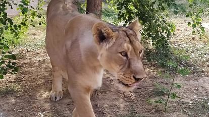 Etawah Safari lioness Jessica cub died, the body was taken to Mathura for post mortem