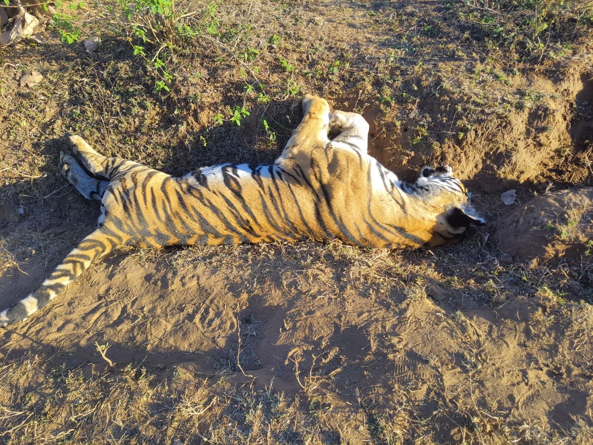 Tiger Death: Another tiger died in Bandhavgarh, fear of hunting through electrocution