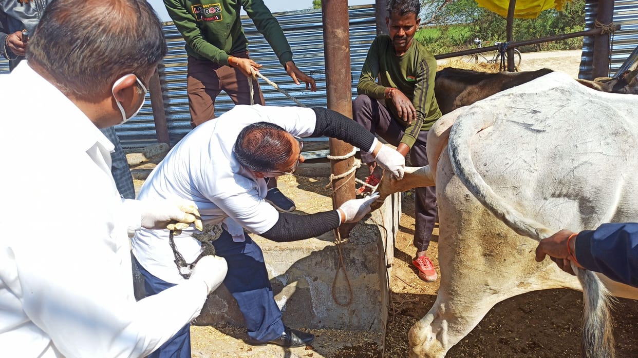 Kanpur Dehat: Death of two cattle in temporary cow shelter, cause of death due to illness and weakness revealed