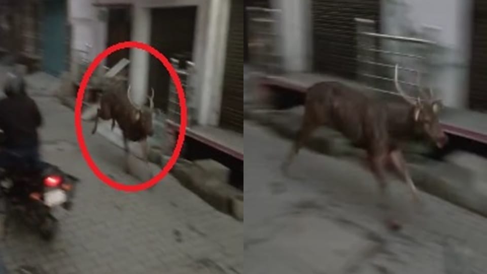 Reindeer seen on jail road in Rampur