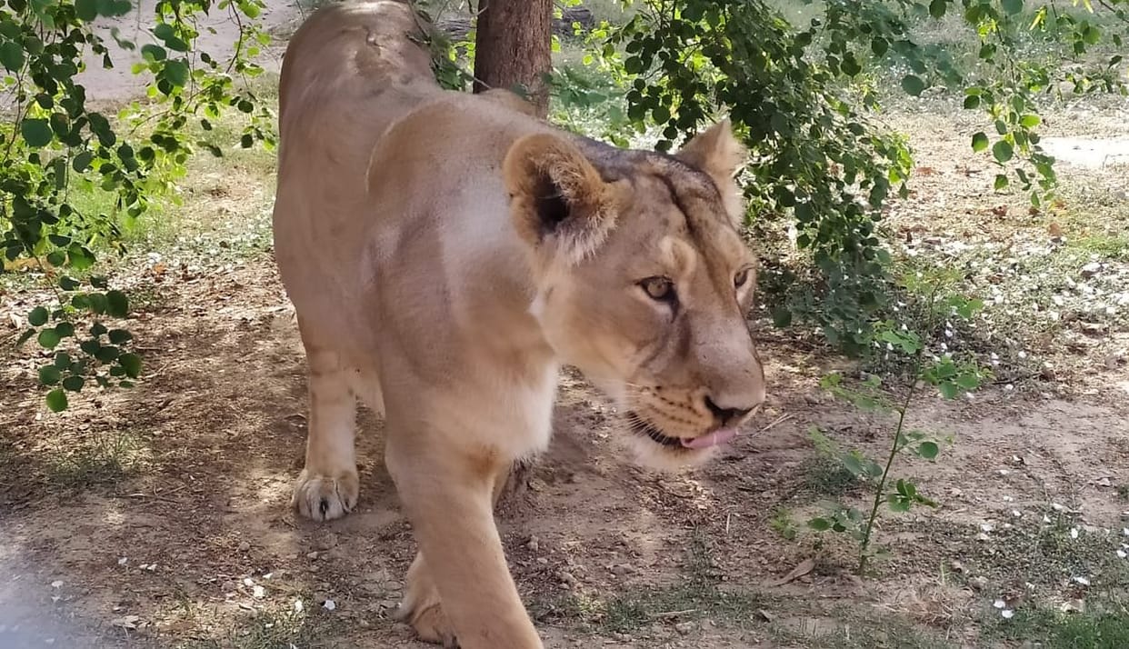Etawah Safari lioness Jessica cub died, the body was taken to Mathura for post mortem