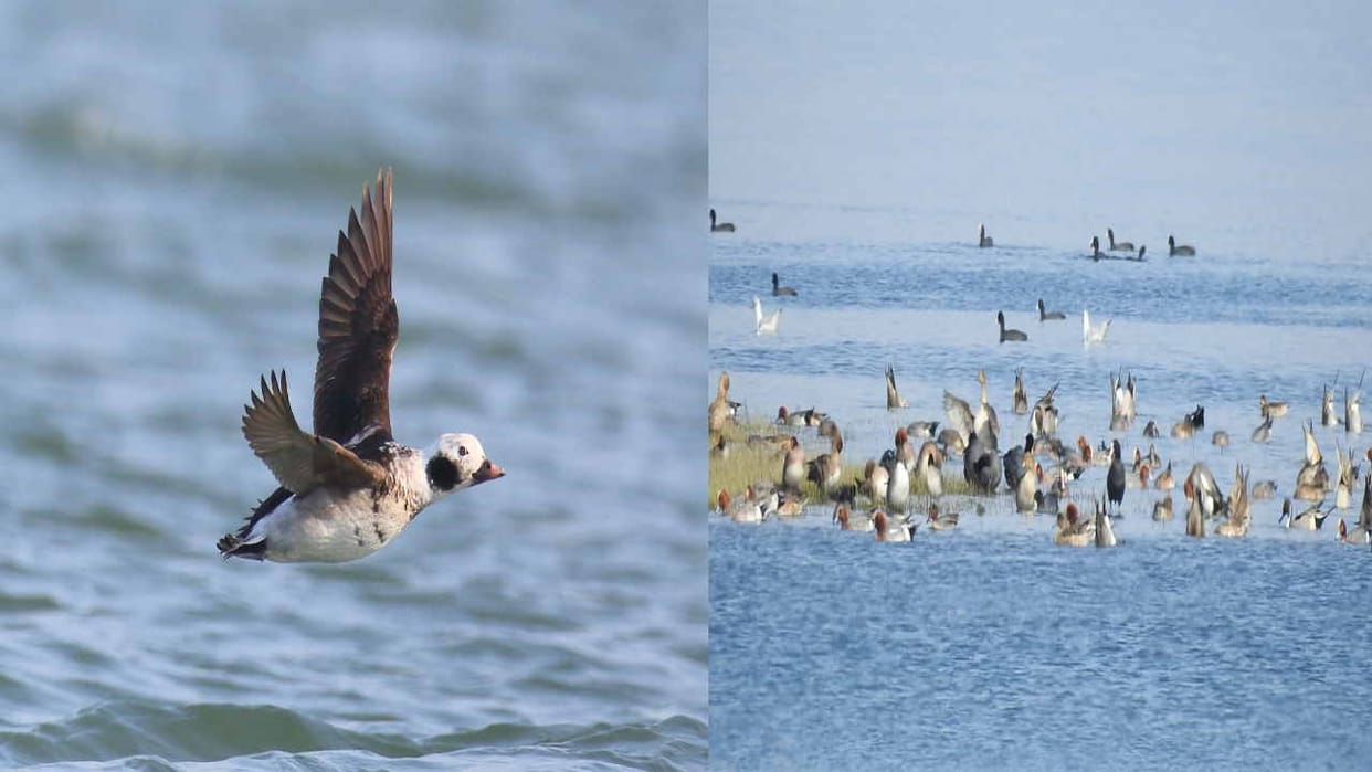 Wildlife Himachal: Long tailed Siberian duck seen for the first time in Pong Dam