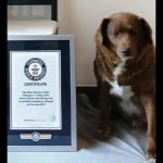 oldest dog