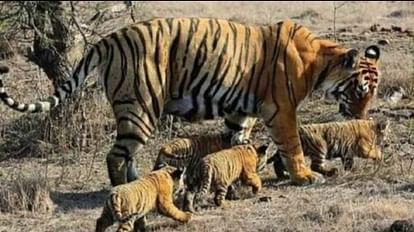 Nauradehi Wildlife Sanctuary: नौरादेही में बाघों का बढ़ता कुनबा, गांव के विस्थापन की प्रकिया में जुटे अधिकारी राधा ने 2021 में चार शावकों को दिया था जन्म