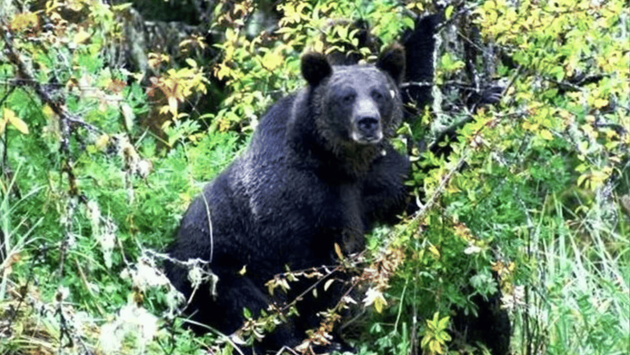 Villagers upset due to intrusion of wildlife bear again entered the residential area of shahdol people chased