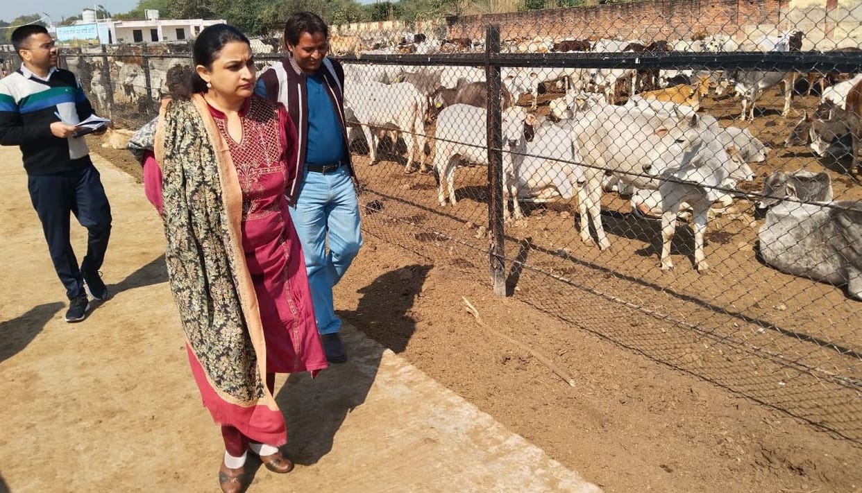 Cows are not getting green fodder, notice