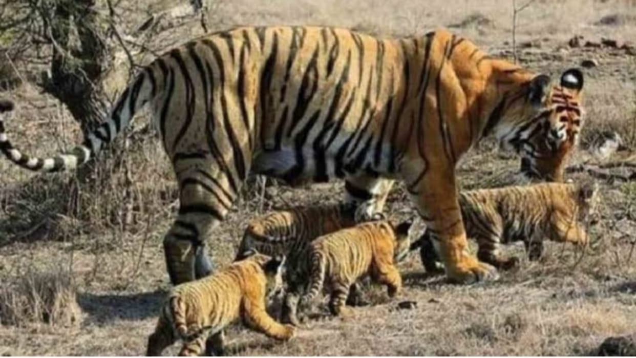 Growing clan of tigers in Nauradehi Sanctuary officials engaged in the process of displacement of village
