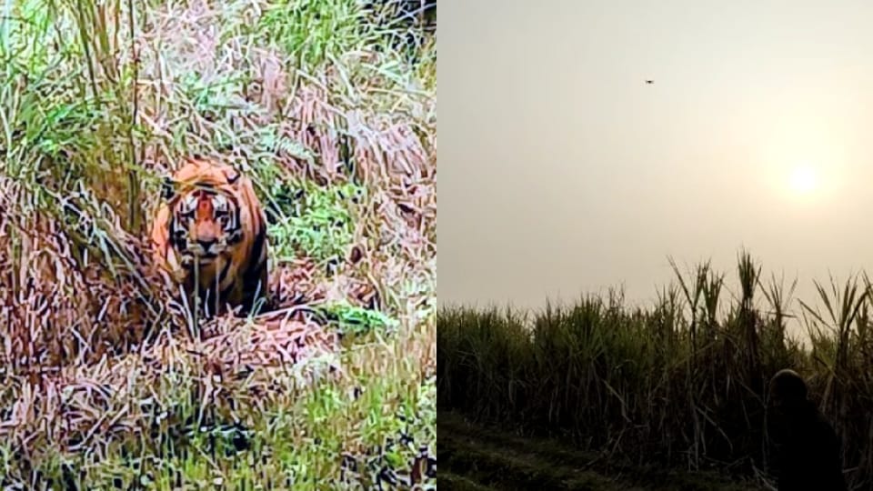 Tiger hiding in sugarcane farm near Tanda Bijasi village in Pilibhit