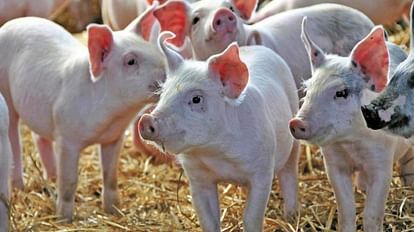African swine fever reached Rajasthan from Punjab alert issued after death of thousands of pigs