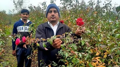 धौलू के किसान राजपाल मंगलाव अपने खेत में गुलाब के फूलों की खेती दिखाते हुए