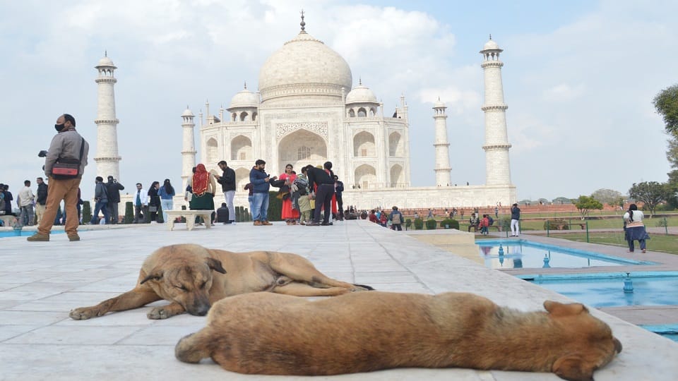 Agra Dog bitten a Spanish tourist who came to see Taj Mahal did not get treatment
