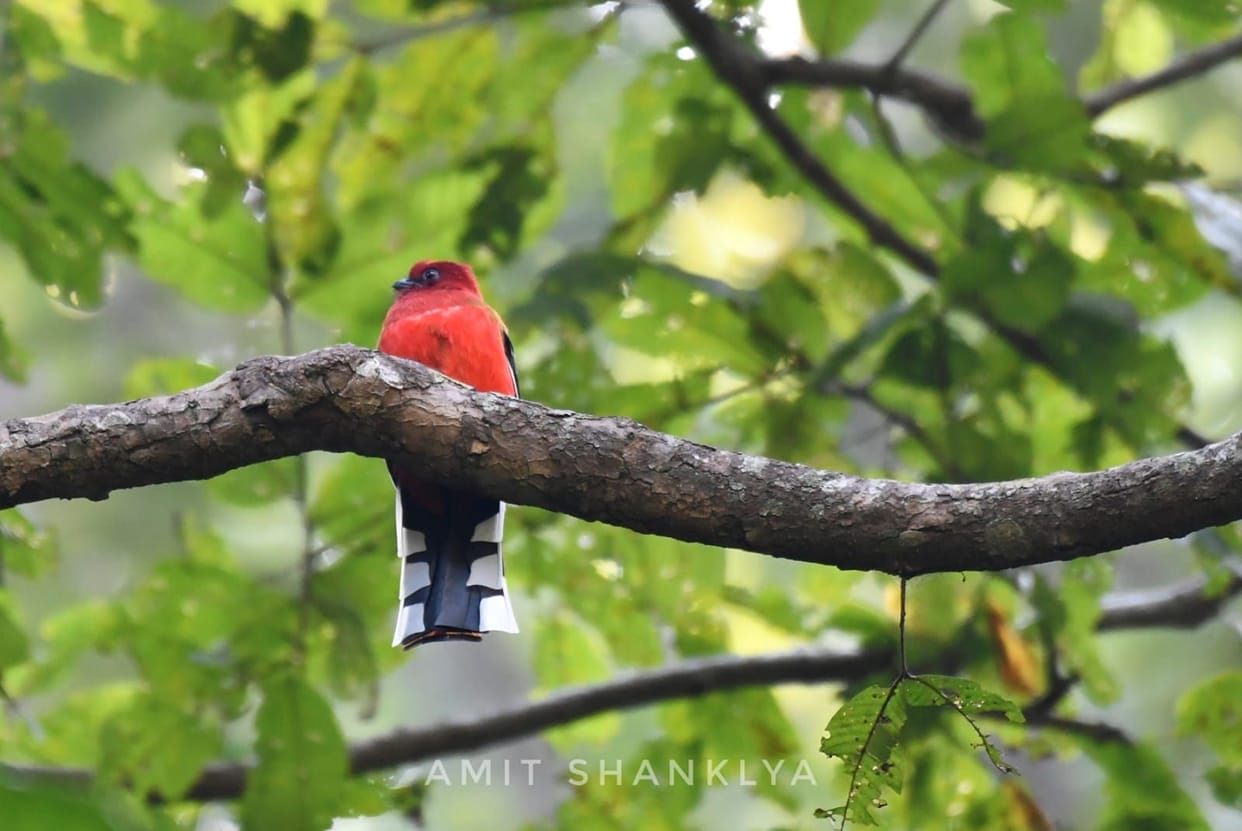 Bird Count Survey: Migratory birds camp in Nandhor Sanctuary