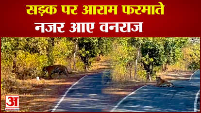 Tiger seen resting on the road in Satna's Dharkundi, video went viral