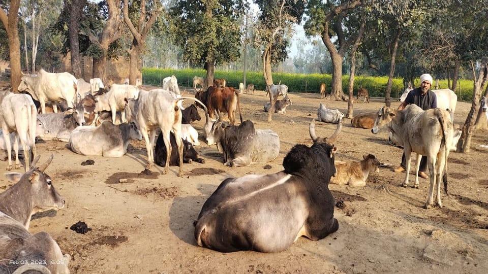 More than 55 people have died in the attack of tigers, leopards and stray animals in a year