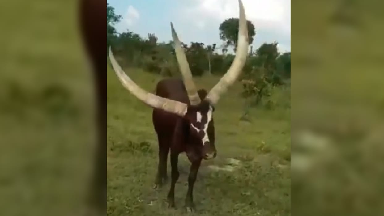 viral video three ever seen a three horned bull teen sing wale saand ka video