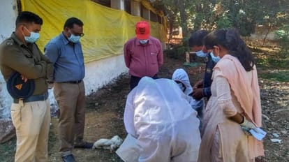 मुर्गियों की मौत के बाद पालिकाकर्मियों ने उन्हें दफनाया।