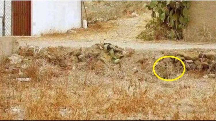 क्या आप तस्वीर में छिपे जानवर को खोज सकते हैं?