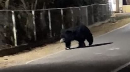 बालको की कॉलोनी में पहुंचा भालू।