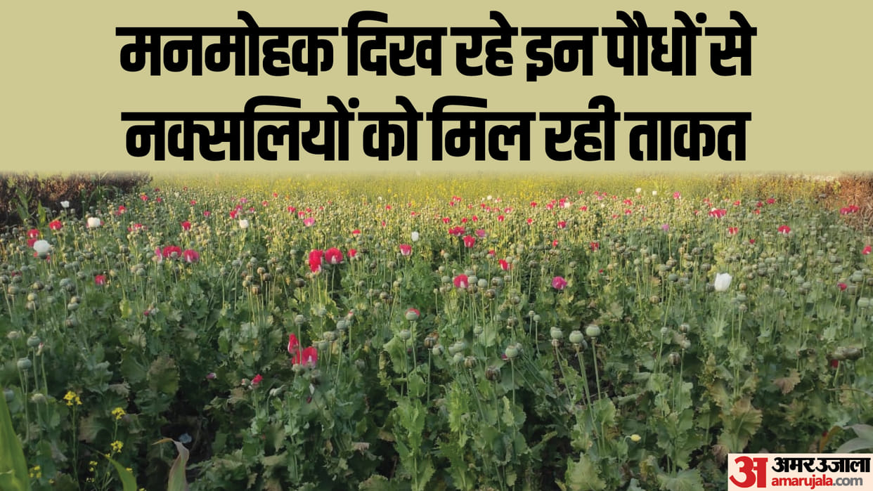 Naxal Economy : Crop in 10 acres, cost 20 crores... Naxalites are cultivating opium in Bihar