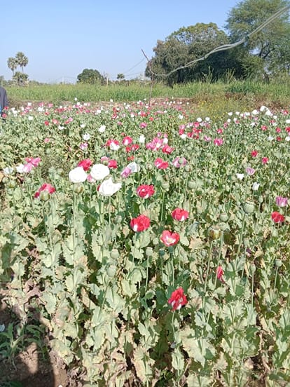 Naxal Economy : Crop in 10 acres, cost 20 crores... Naxalites are cultivating opium in Bihar