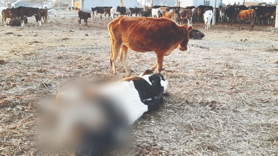 govansh dying of cold and hunger in cow sheds in lakhimpur kheri