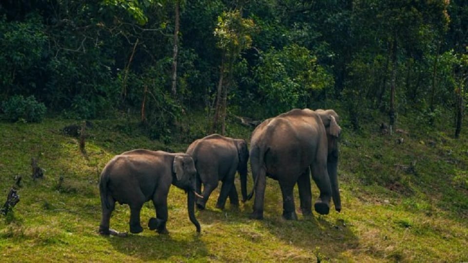 Elephants attack villager hospitalized in critical condition