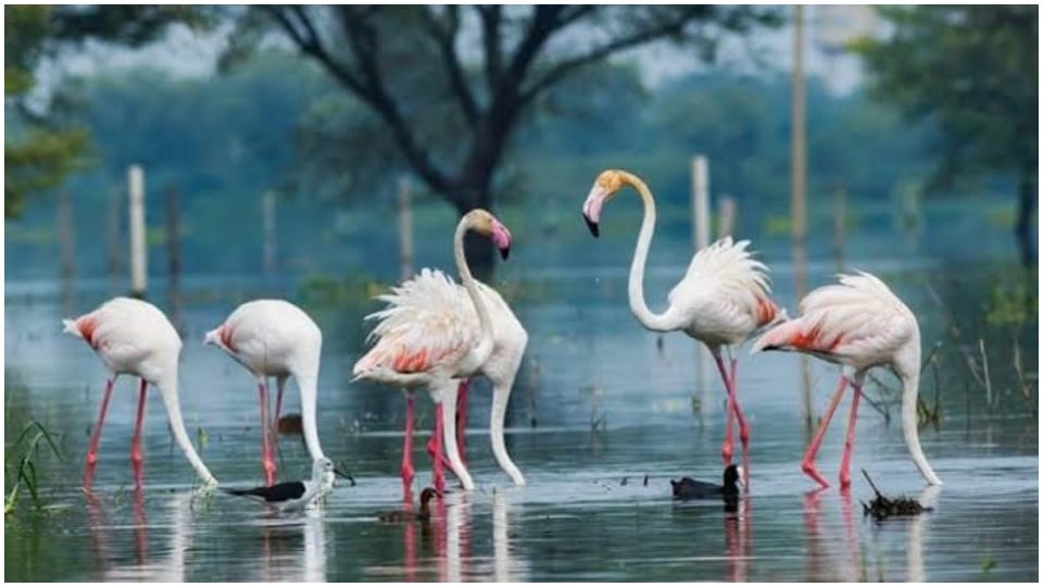 No H5N1 avian influenza in Rajasthan officers reported in five districts