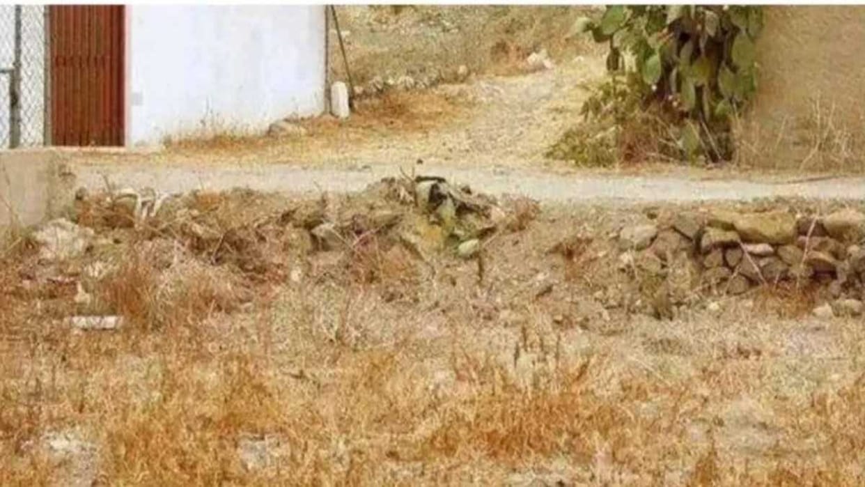 Optical Illusion IQ Test: Only The Top 1% Can Spot The Hidden Animal In The Picture In 7 Seconds!