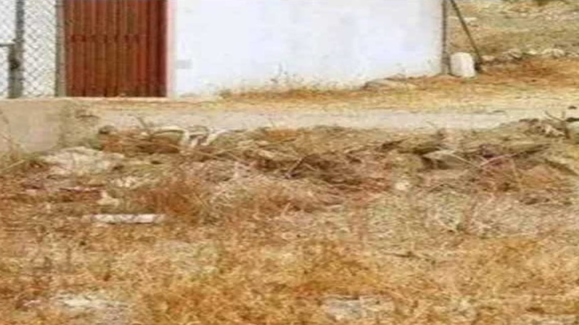 Optical Illusion IQ Test: Only The Top 1% Can Spot The Hidden Animal In The Picture In 7 Seconds!