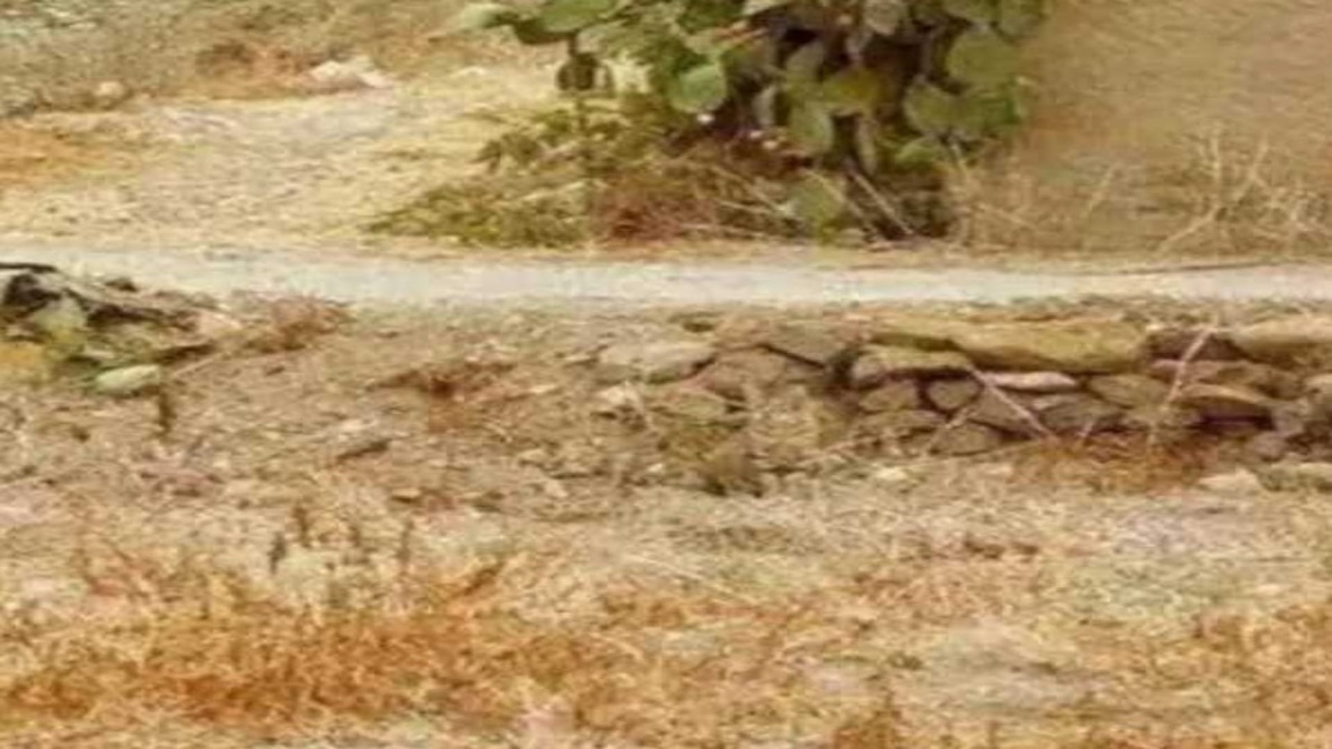 Optical Illusion IQ Test: Only The Top 1% Can Spot The Hidden Animal In The Picture In 7 Seconds!