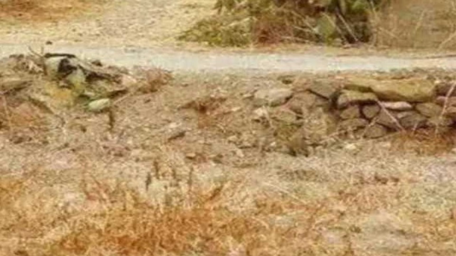 Optical Illusion IQ Test: Only The Top 1% Can Spot The Hidden Animal In The Picture In 7 Seconds!