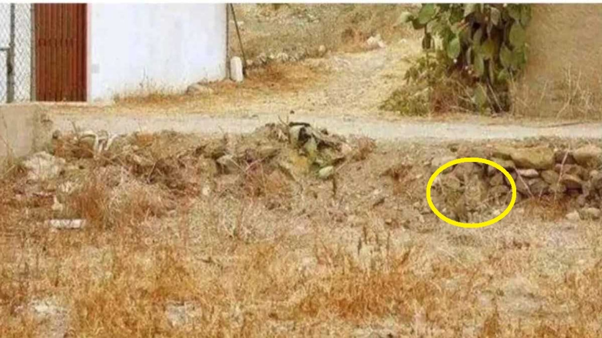 Optical Illusion IQ Test: Only The Top 1% Can Spot The Hidden Animal In The Picture In 7 Seconds!