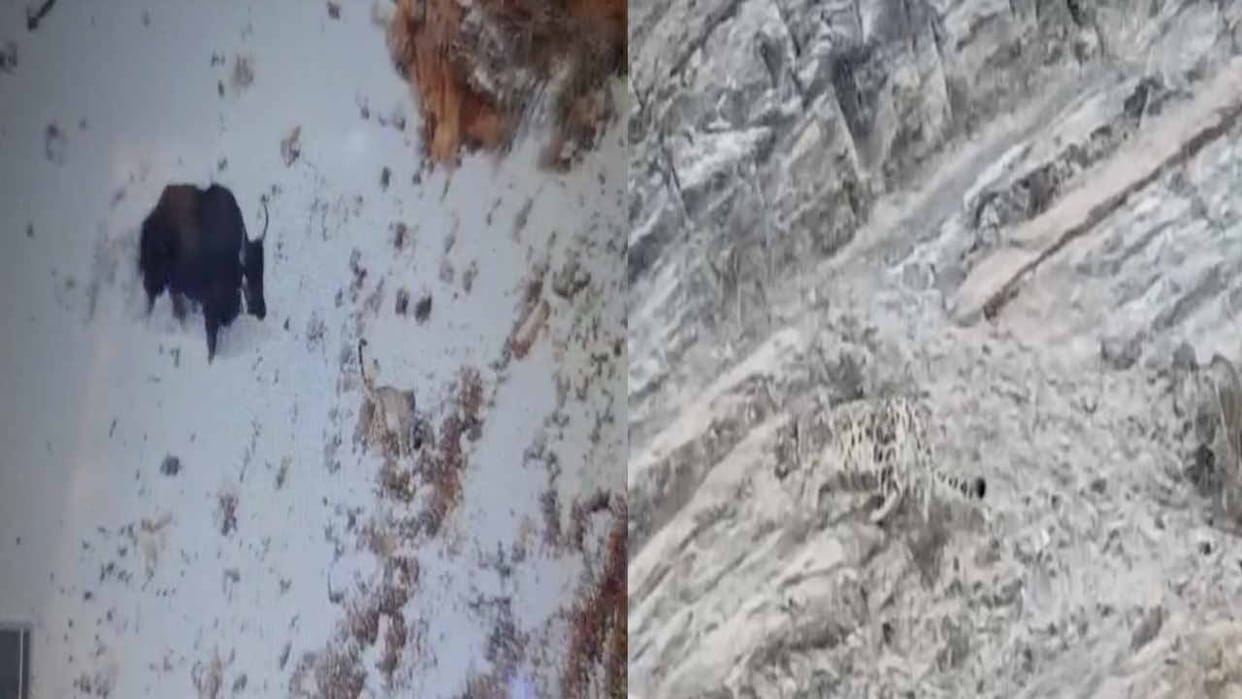Snow leopard roaming in the snowy plains of Lahaul, good news for wildlife lovers