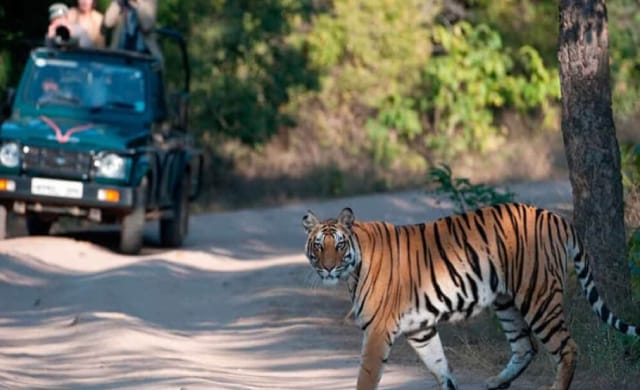 टाइगर सफारी