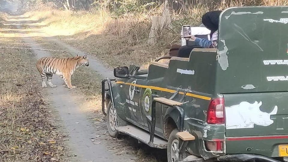 Tourists scared when see the tiger standing in front of gypsy in Dudhwa National Park