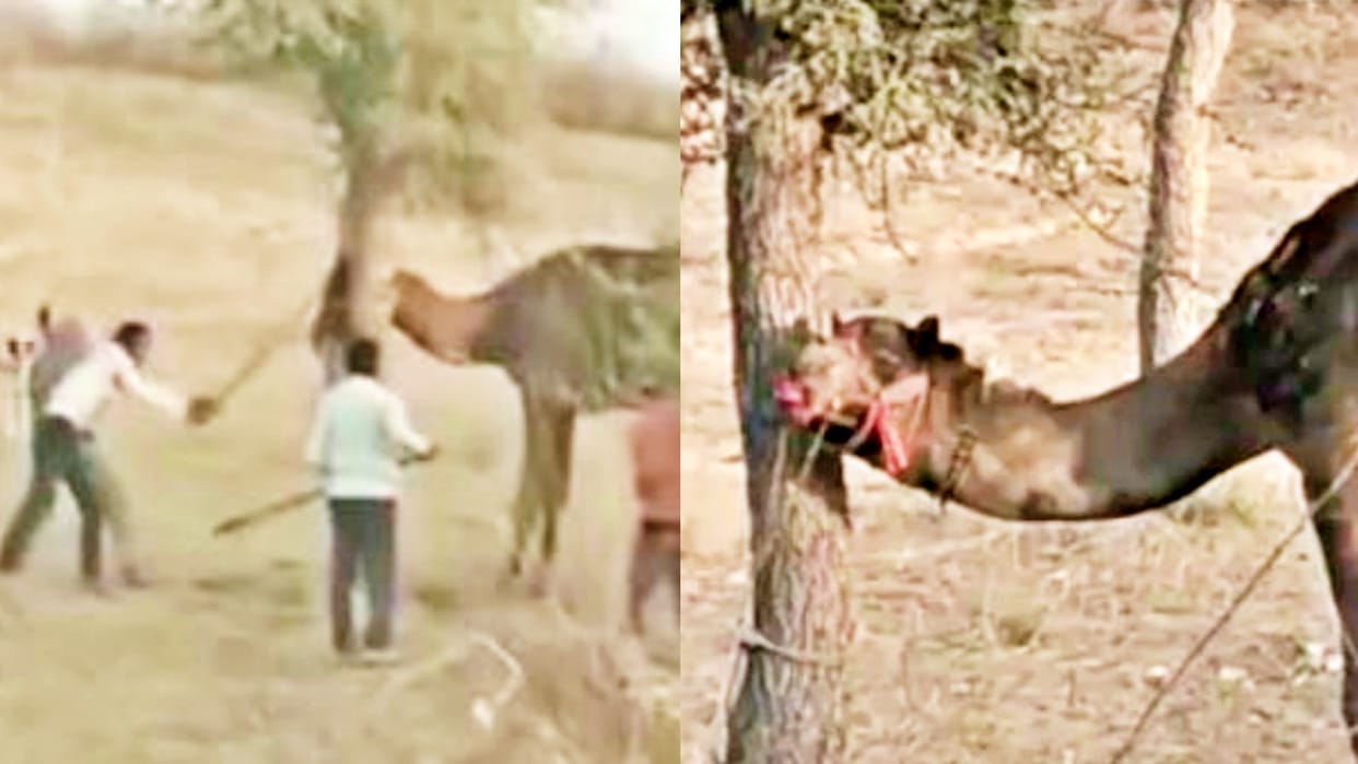 Camel beaten to death in Bikaner