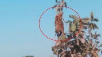 छतरपुर जिले के वन क्षेत्र में एक तेंदुए पेड़ पर लगे फंदे से लटका मिला है।