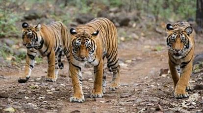Chhattisgarh: Preparations started to settle the tigers of MP and Maharashtra in Barnawapara Sanctuary