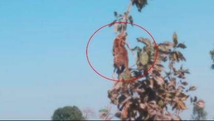 Chhatarpur: Leopard dies after getting entangled in rope, dead body found hanging on tree