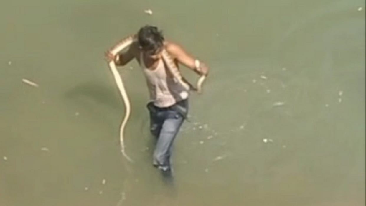 drunk man kept playing with snake in korba, snake video viral