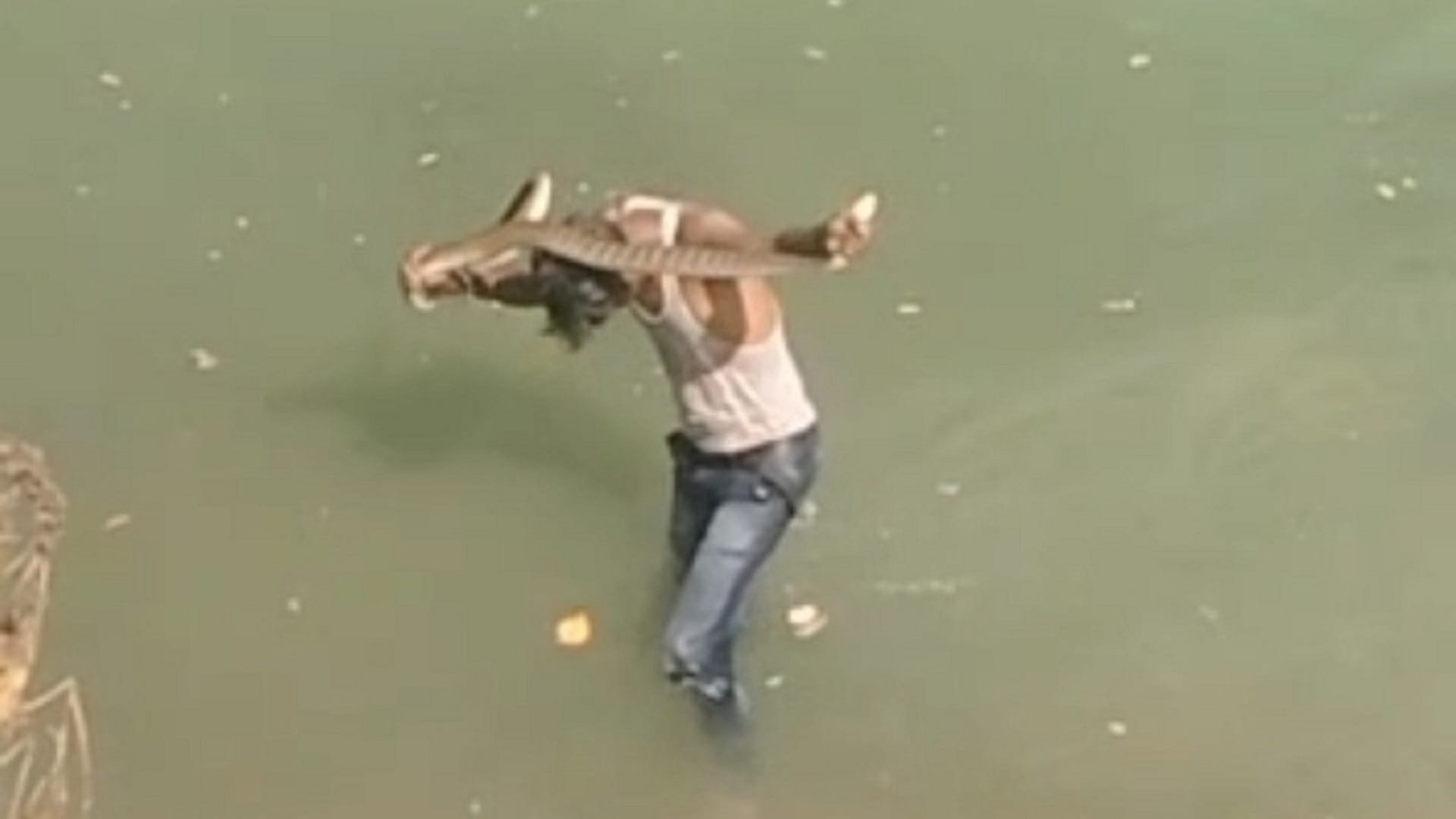 drunk man kept playing with snake in korba, snake video viral
