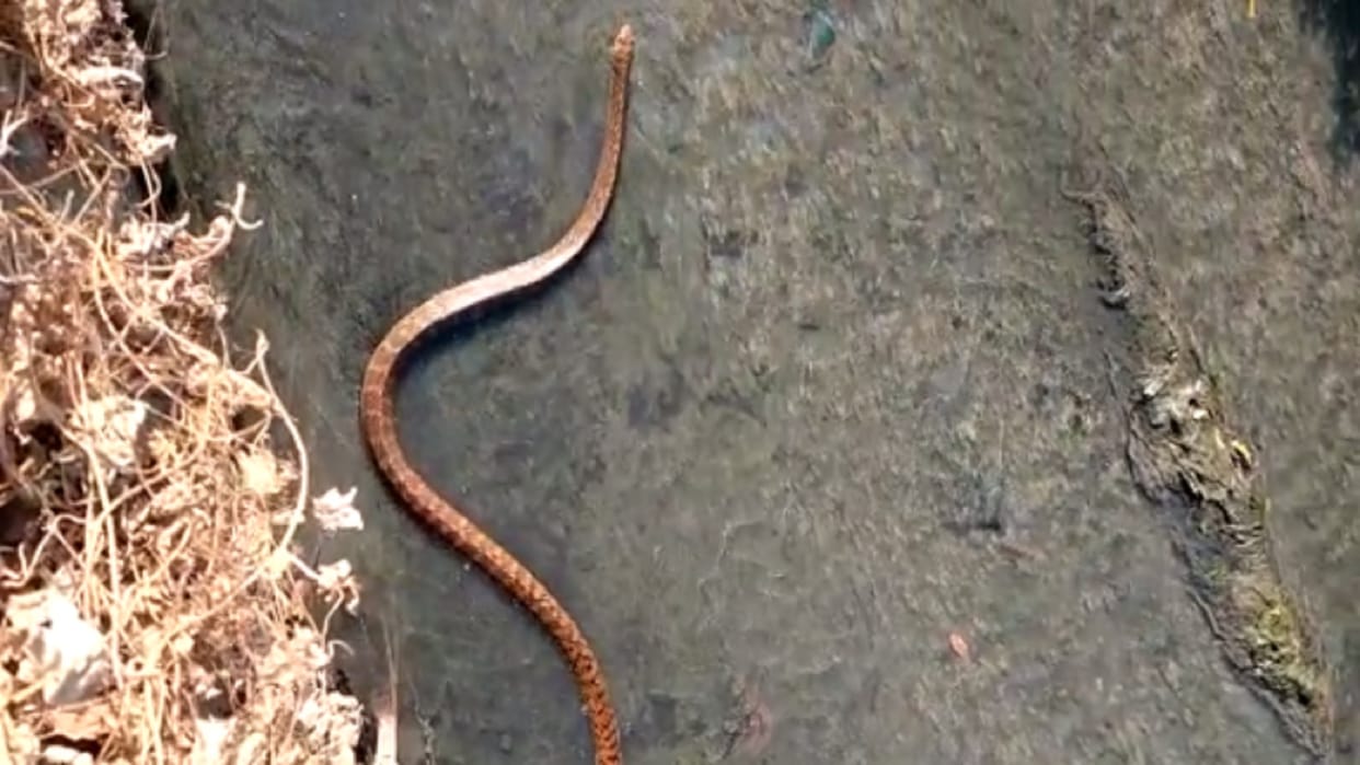 Nainital police Arrested man for chewing alive Snake in anger uttarakhand news in Hindi
