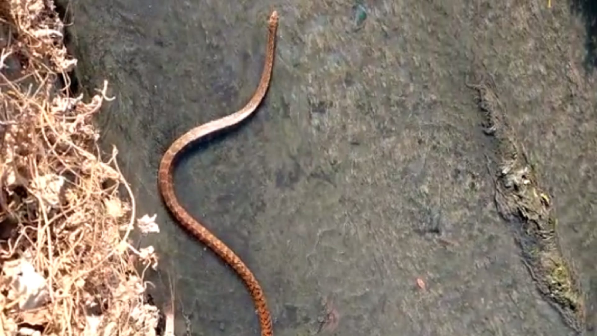 drunk man kept playing with snake in korba, snake video viral
