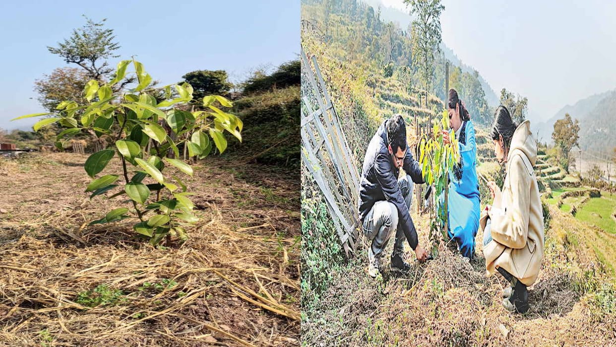 Cinnamon will be cultivated in Himachal, the crop will come in the market by 2025