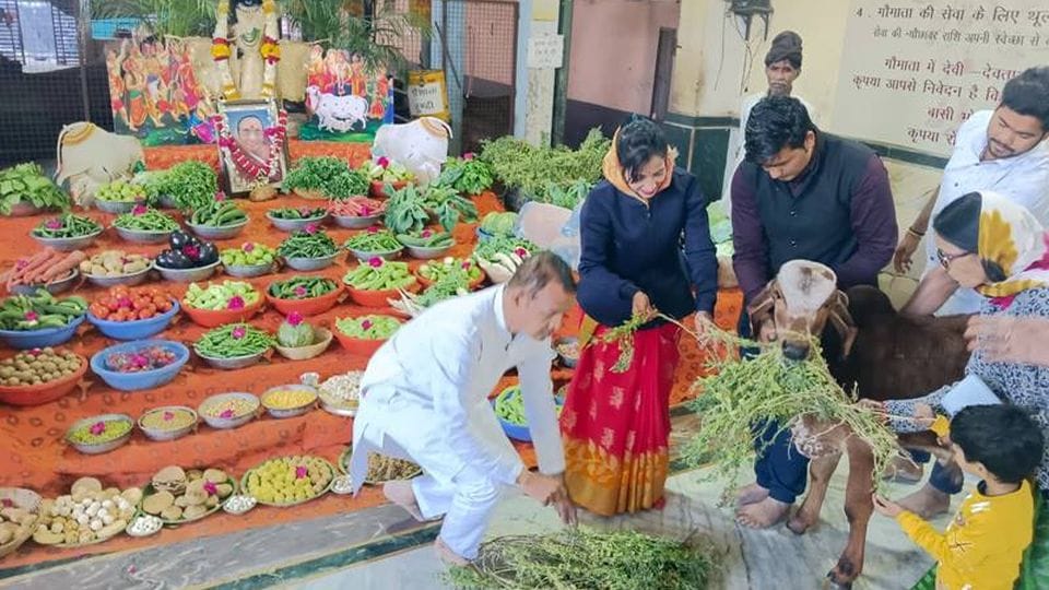 Organized Annakoot for cows maheshwari samaj goldcoin seva trust